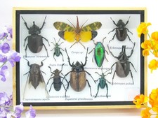 Insectes 3D - exotiques réel