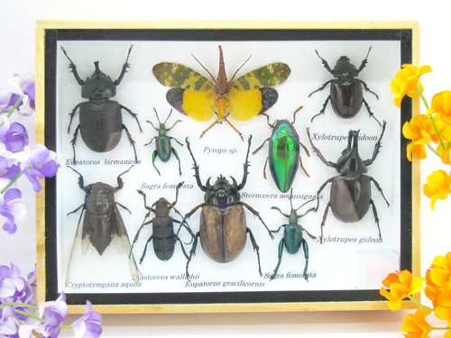 Insectes exotiques réel - 3d,