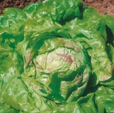 500 Graines de Laitue Pommée