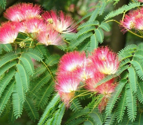 Graine albizia arbre à - ,