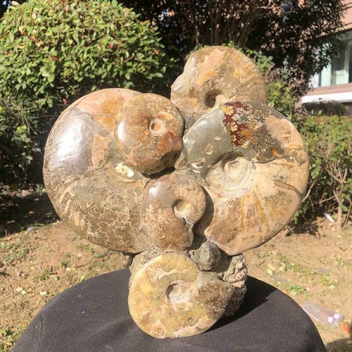 23lb rare natural tentacle - 14.23lb, rare!