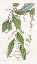 Dioscorea Cinnamomifolia