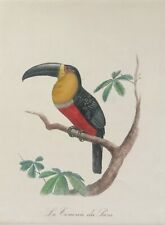 Toucan du Para Ramphastos vitellinus eau forte Oiseaux 