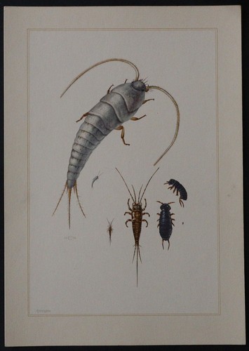 Planche insecte apterygota - planche,