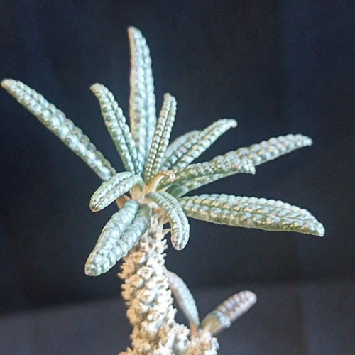 Dorstenia gigas bullata - dorstenia,