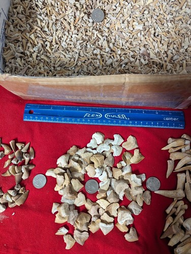 100 fossil shark teeth 3 - fossil, teeth.