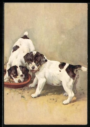 Carte postale smooth fox - carte,
