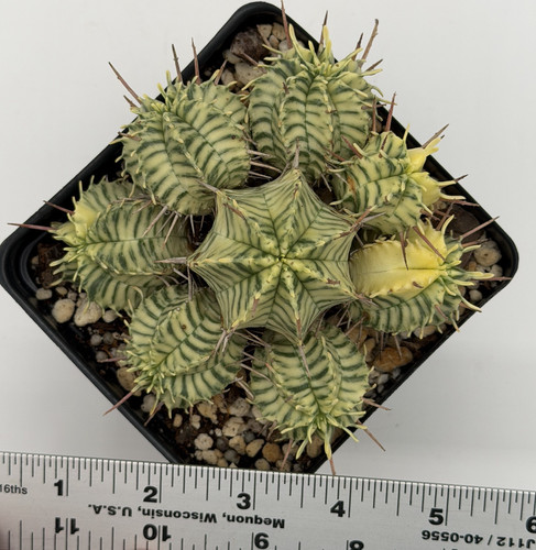 Euphorbia meloformis - euphorbia,