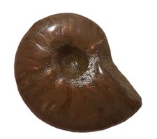 Super Rare Rainbow Ammonite