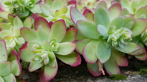 Sedum palmeri de - /,