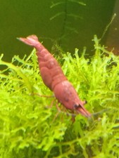 Lot De 5 +2 Crevettes Sakura Red  Qualité Extra Envoie Gratuit