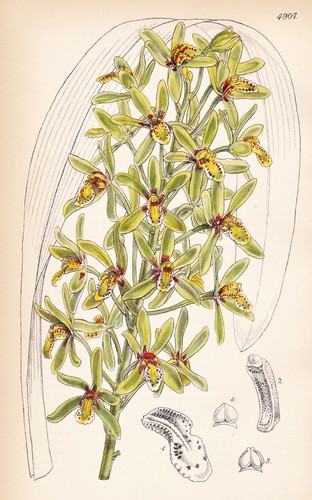 Cymbidium chloranthum népal - cymbidium,
