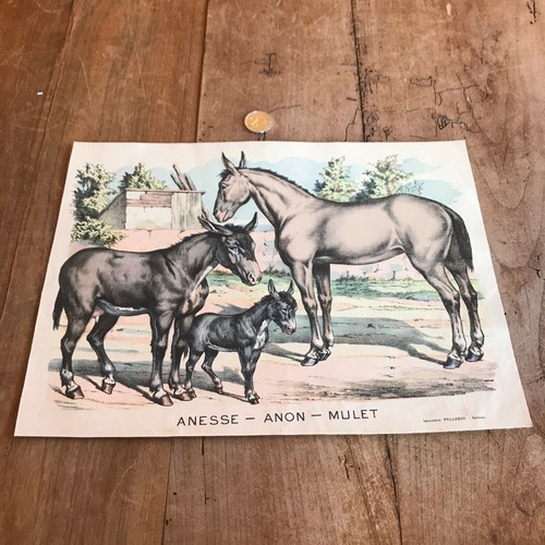 Gravure ancienne faune - faune, et