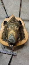 tête de sanglier empaillée