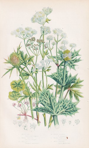 Fleurs hydrocotyle vulgaris - d'hydrocotyle,