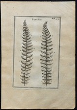 1719 - Lonchite (Polystic en fer de lance) - Gravure ancienne de Botanique