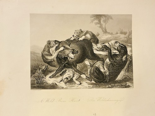 Chasse sanglier - chasse,