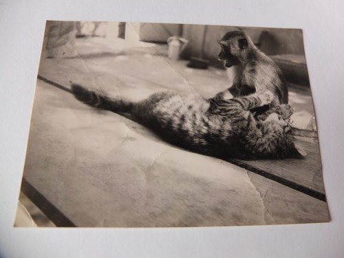B682 photo originale - photo, vintage