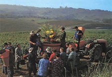 Carte postale postcard 10x15cm ARBOIS JURA domaine SORBIEF HENRI MAIRE vendanges