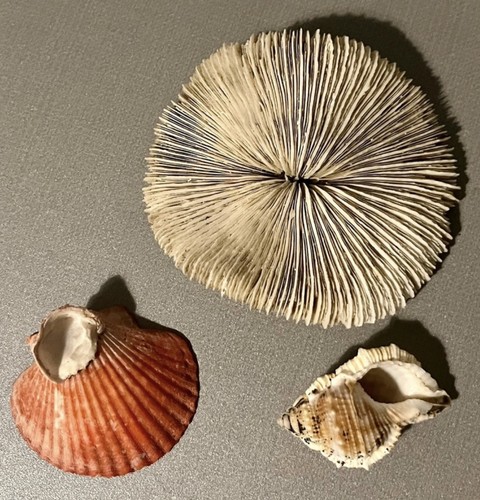 Corail blanc fossile - corail, ancien