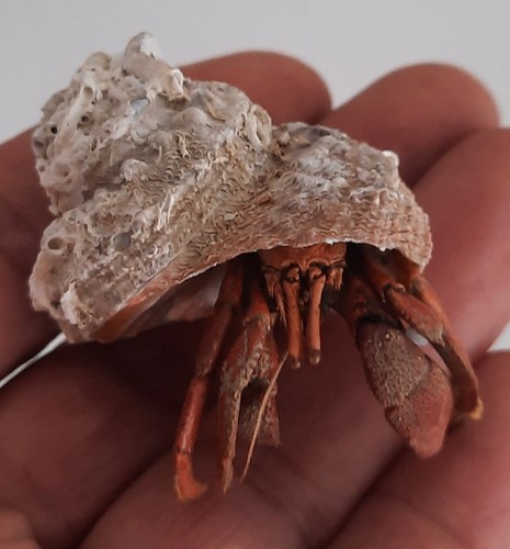 Curiosité coquillage - curiosité,