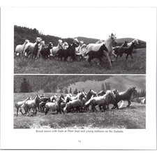 Brood Mares With Foals (Top) &