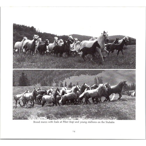Brood mares with - with, foals