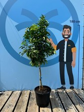 Mandarinier 150 CM - Citrus