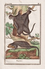 Taguan Écureuil Volant