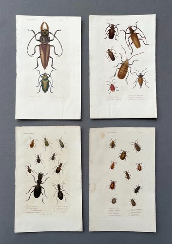 Histoire naturelle - histoire,