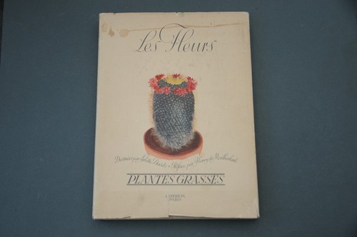 Cactus cactées davids - cactus,