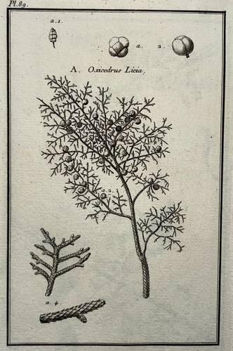 Genevrier oxycedre cade - genevrier,