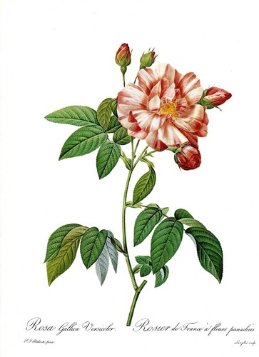 Botanical Print, Redoute