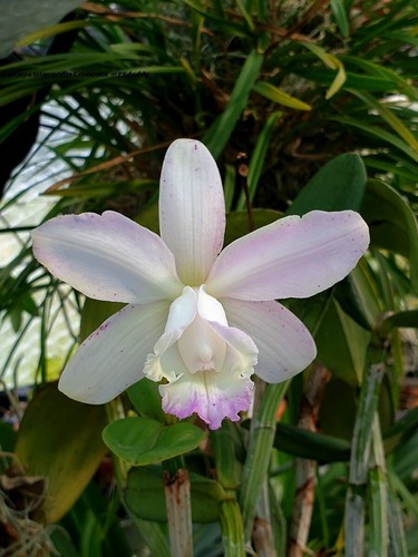 Orchidée sauvage cattleya - orchidée,