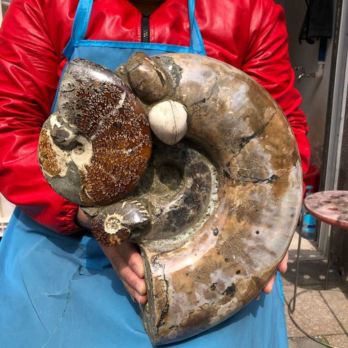 25lb rare natural tentacle - 19.25lb,