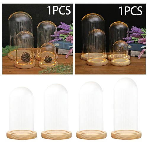 Verre cloche dôme terrarium - cloche,