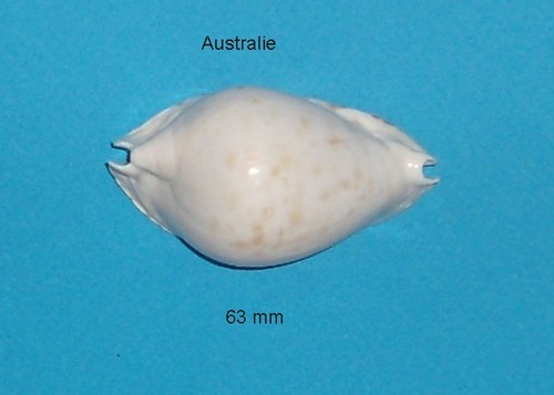 Cypraea marginata w - ,