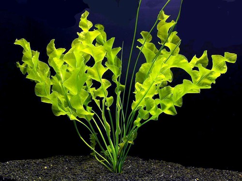 Aponogeton ulvaceus avec - aponogeton,