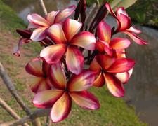 Graines frangipanier - 3,