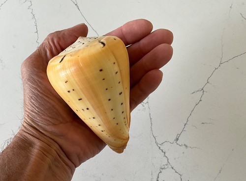Superbe coquillage cône - superbe,