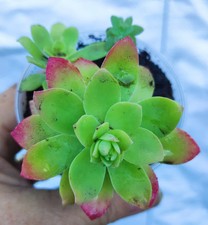 Sedum palmeri red - palmeri, plante