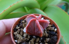 ASTROPHYTUM  KOH YO  cactus