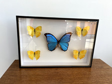 boite papillons deyrolle