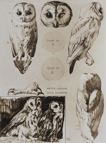 Mathurin meheut le hibou - mathurin,