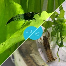 Lot de 10 Crevettes Rili