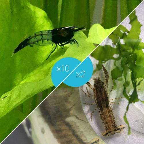 Lot crevettes rili - de, 10