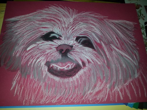 Pastel bichon sur fond rose - pastel,