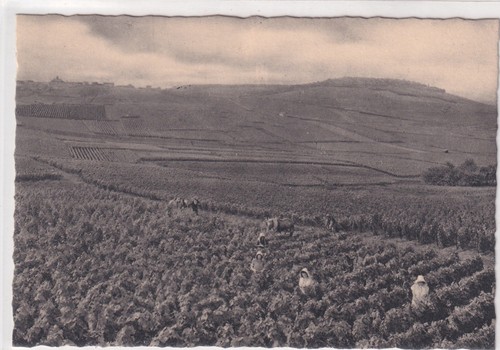 Postcard cartes postale - 🦬postcard/cartes,