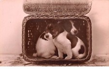 Chiens - n°71378 - Chiots dans un panier en osier