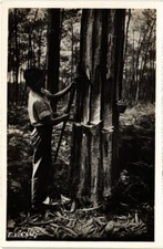 CPA AK Au Soleil des Landes